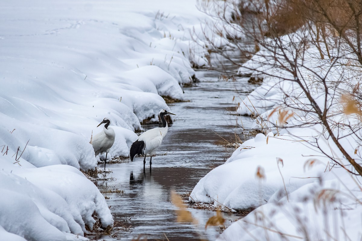 Red-crowned Crane - ML637300540