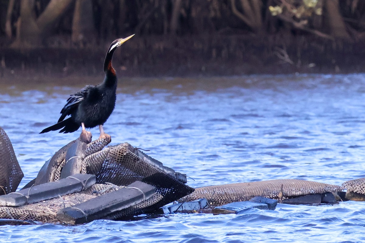 Australasian Darter - ML637300569