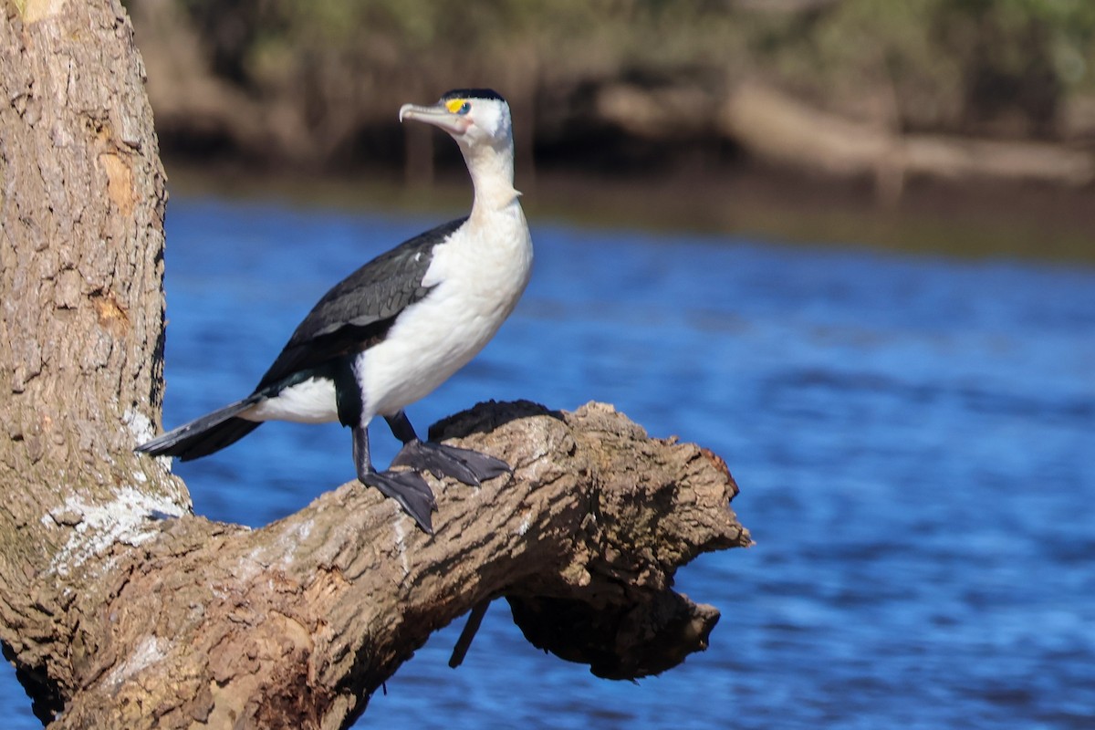 Pied Cormorant - ML637300593
