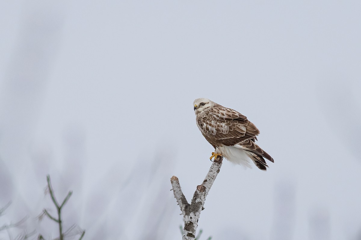 Rough-legged Hawk - ML637300607