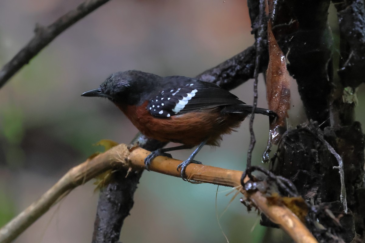Dot-winged Antwren - ML637300624