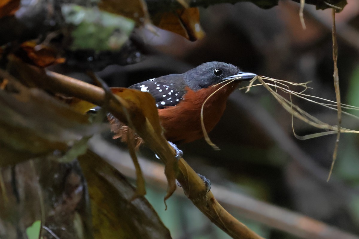 Dot-winged Antwren - ML637300626