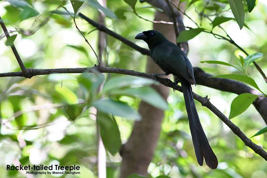Racket-tailed Treepie - ML637300635