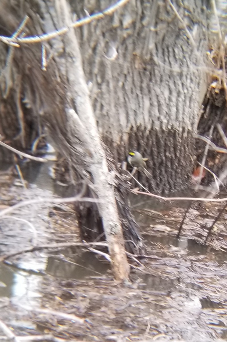 Golden-crowned Kinglet - ML637300648