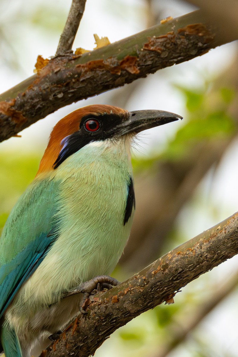 Russet-crowned Motmot - ML637300685