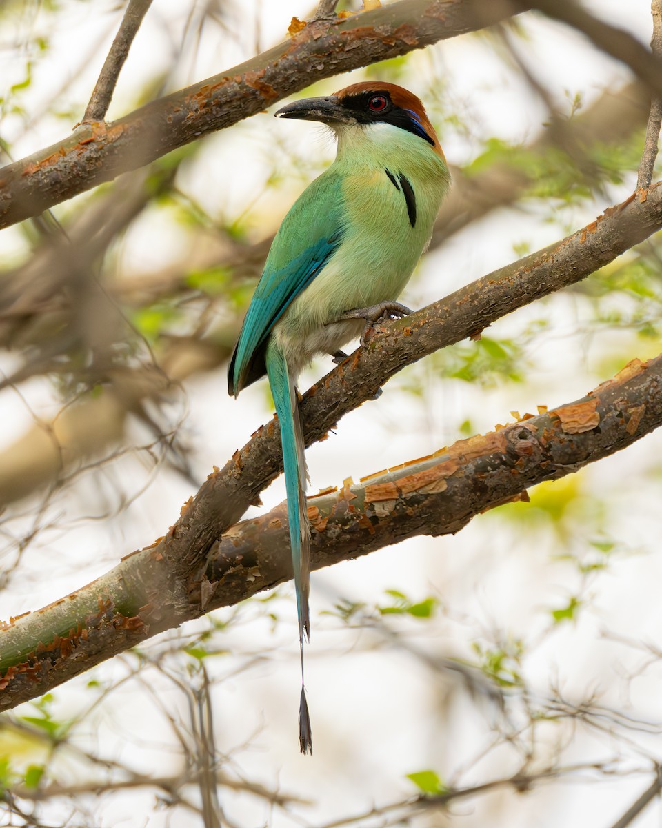 Russet-crowned Motmot - ML637300686