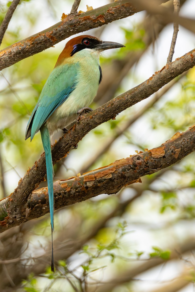 Russet-crowned Motmot - ML637300689