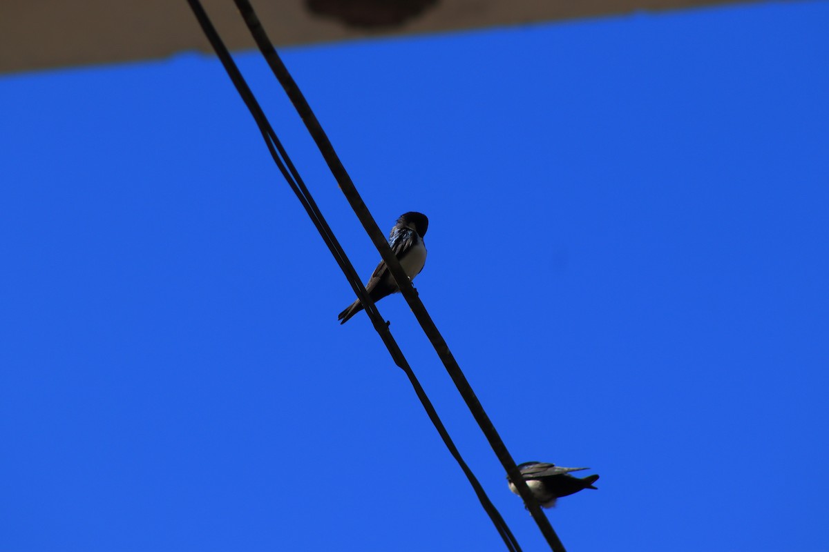 Blue-and-white Swallow - ML637300695
