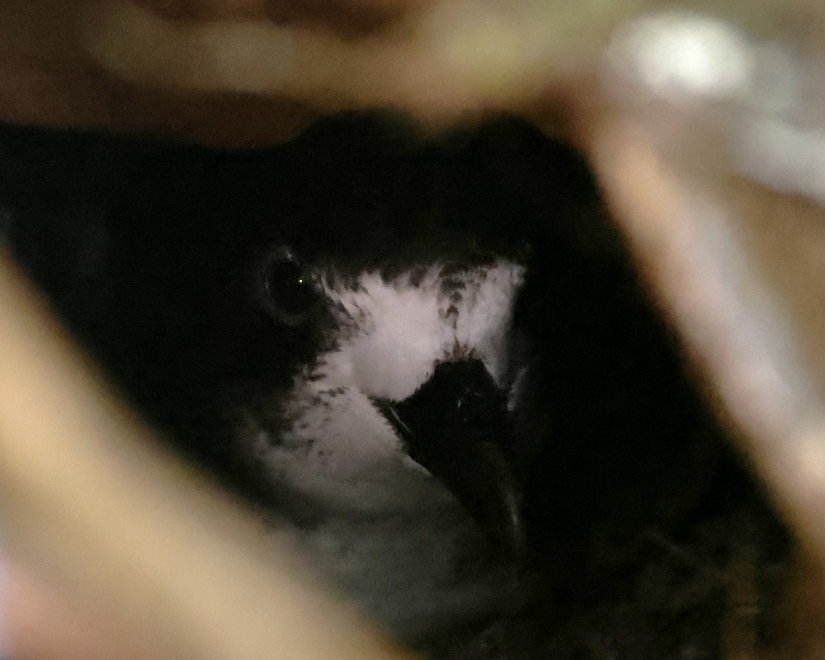 Galapagos Petrel - ML637300729