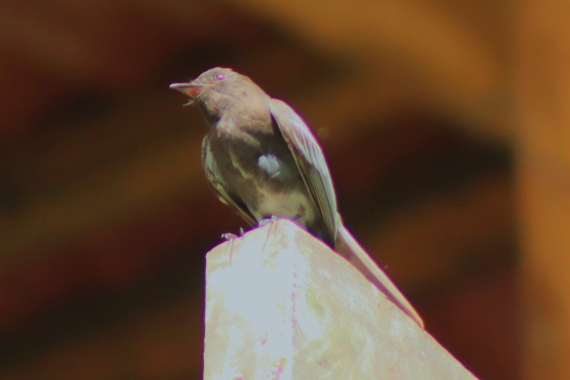 Black Phoebe - ML637300737