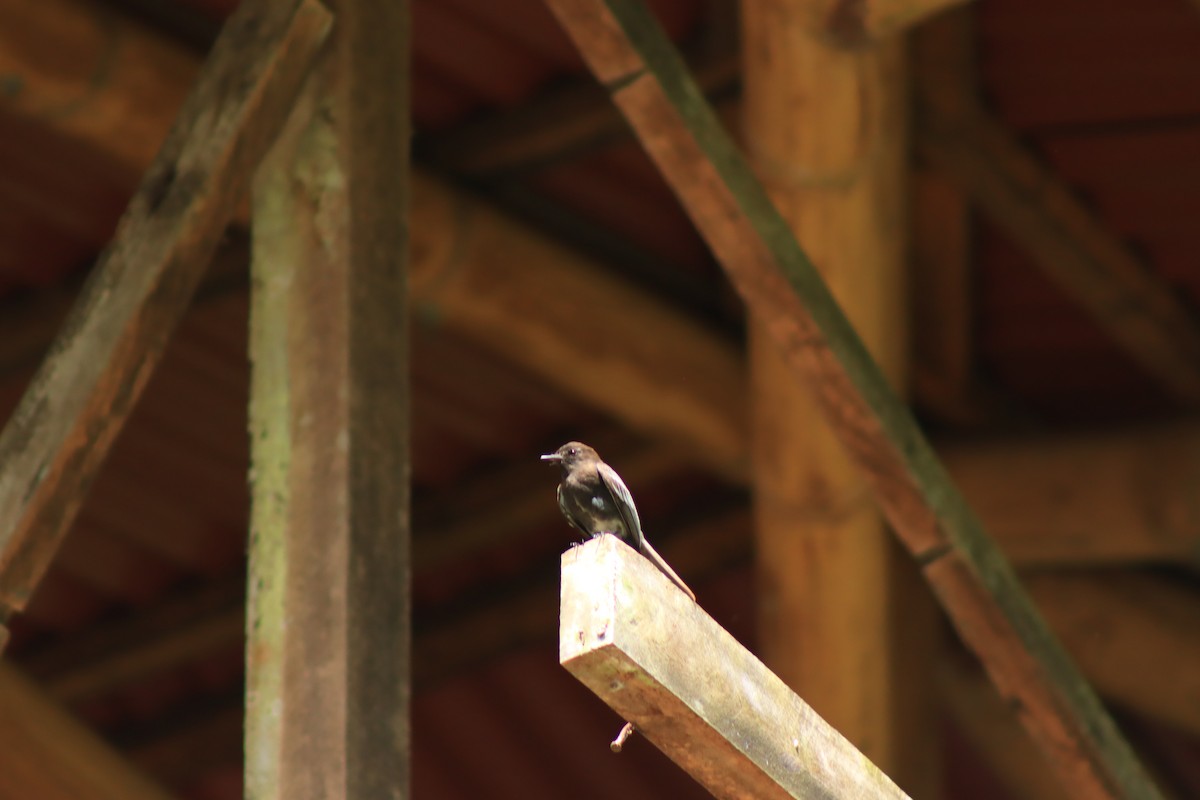 Black Phoebe - ML637300738