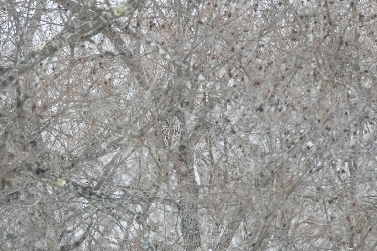 Ural Owl (Ural) - ML637300740