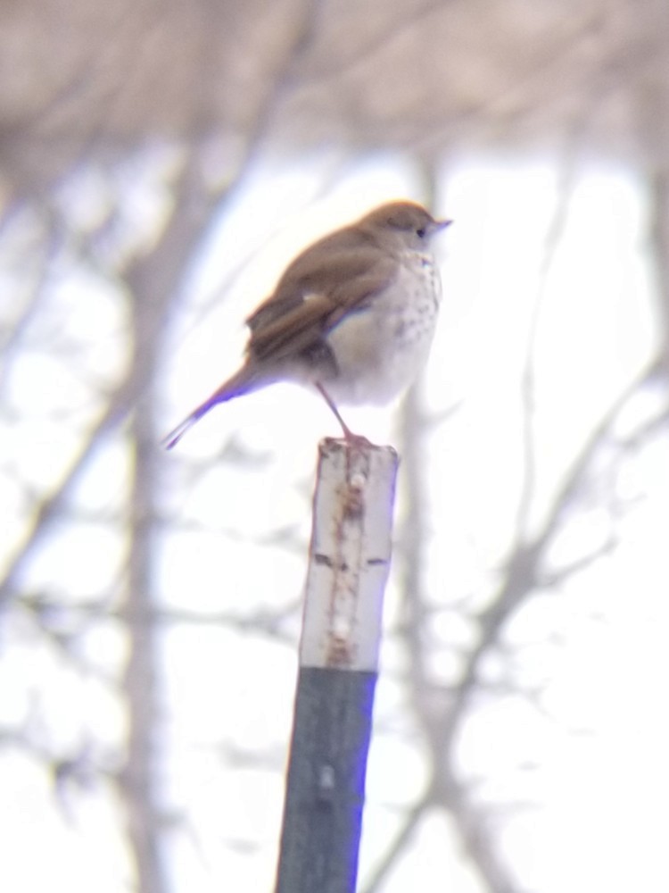 Hermit Thrush - ML637300755