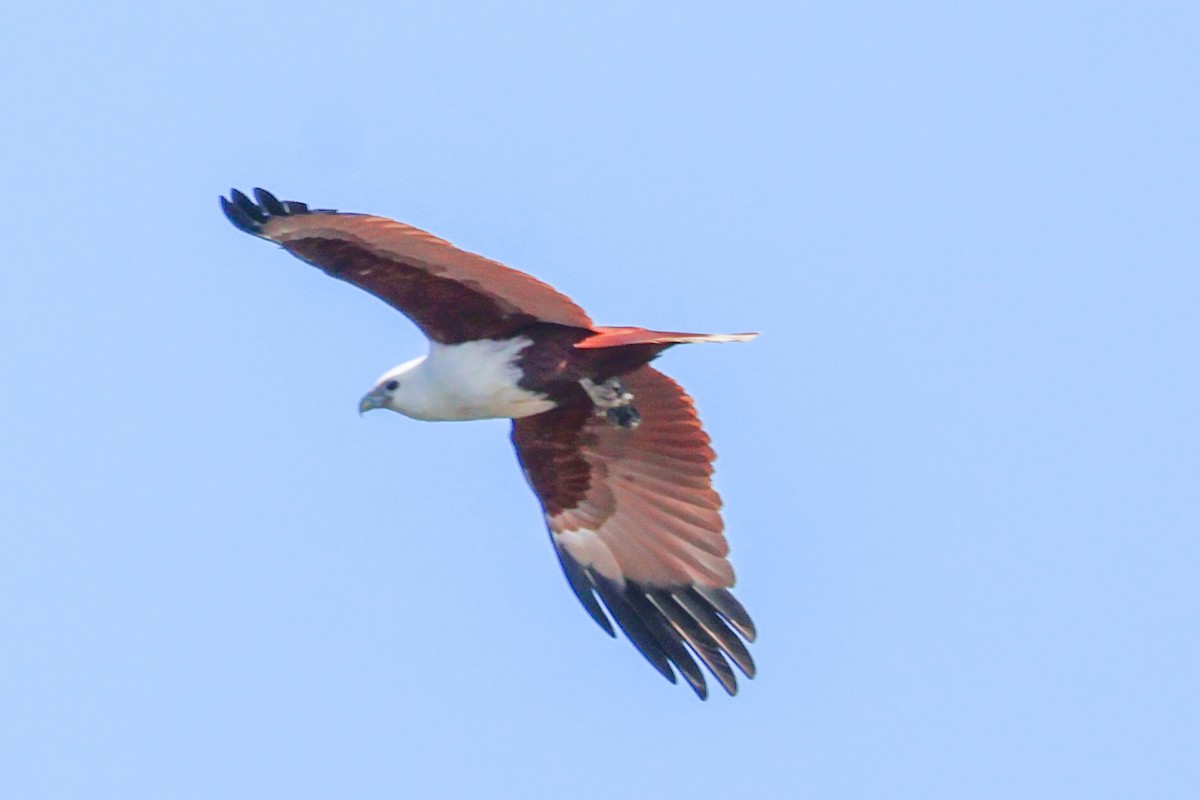 Brahminy Kite - ML637300756