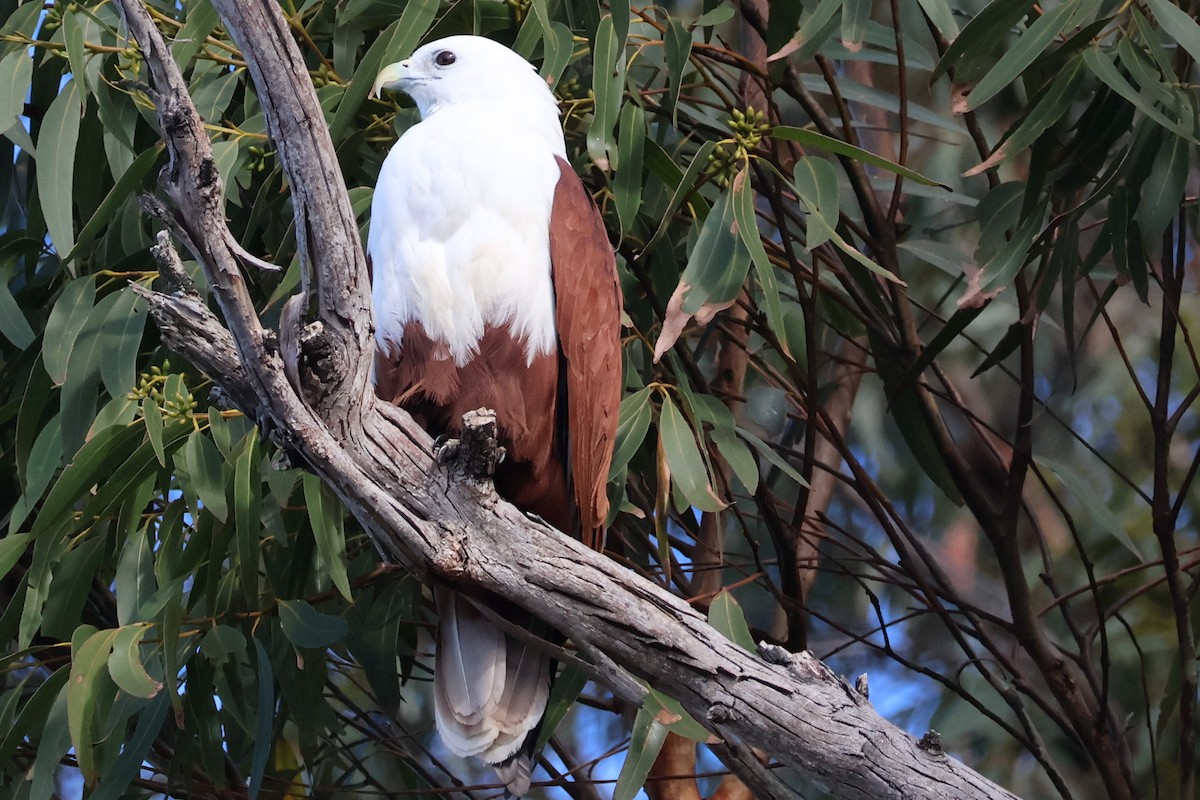 Brahminy Kite - ML637300757