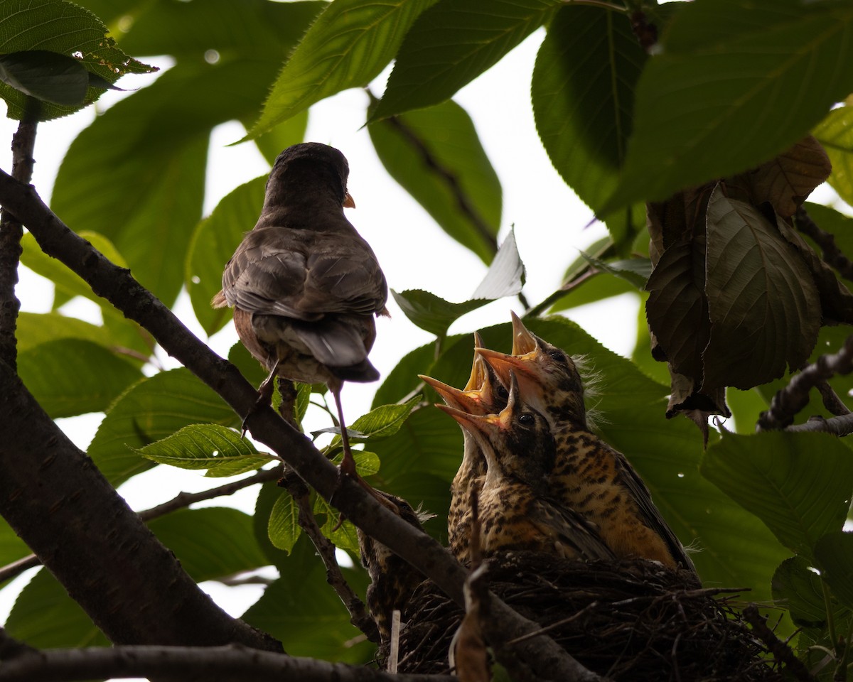 American Robin - ML637300770