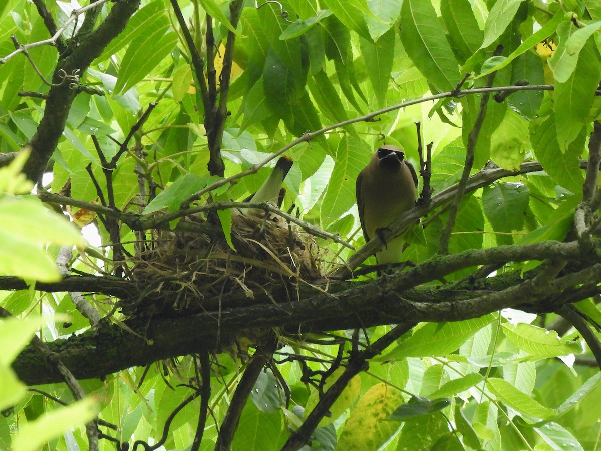 Cedar Waxwing - ML637300781