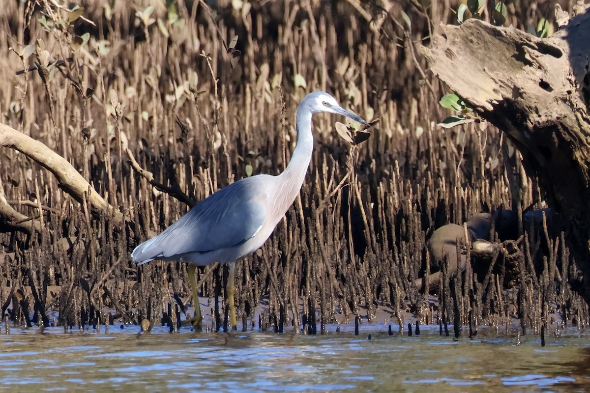 White-faced Heron - ML637300782