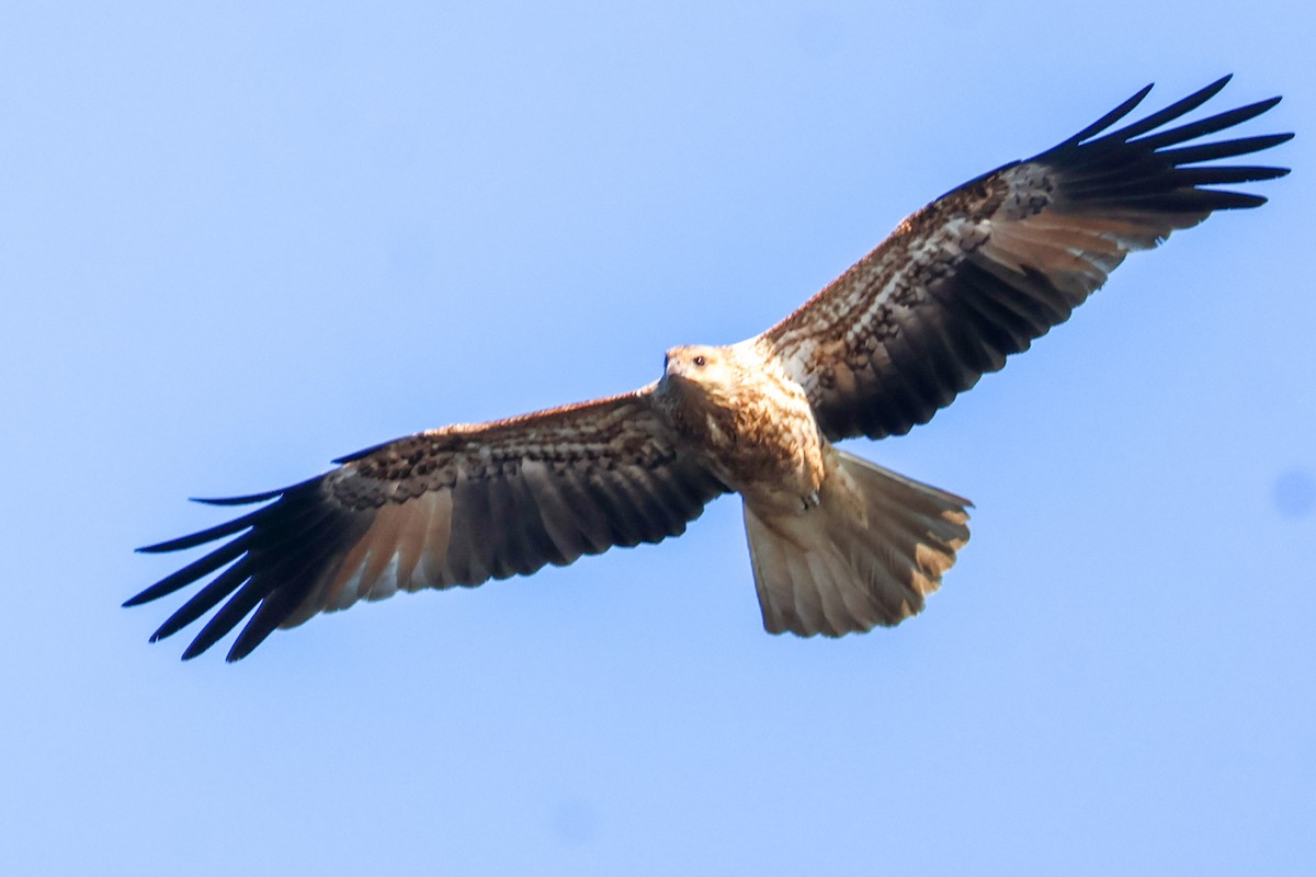 Whistling Kite - ML637300794