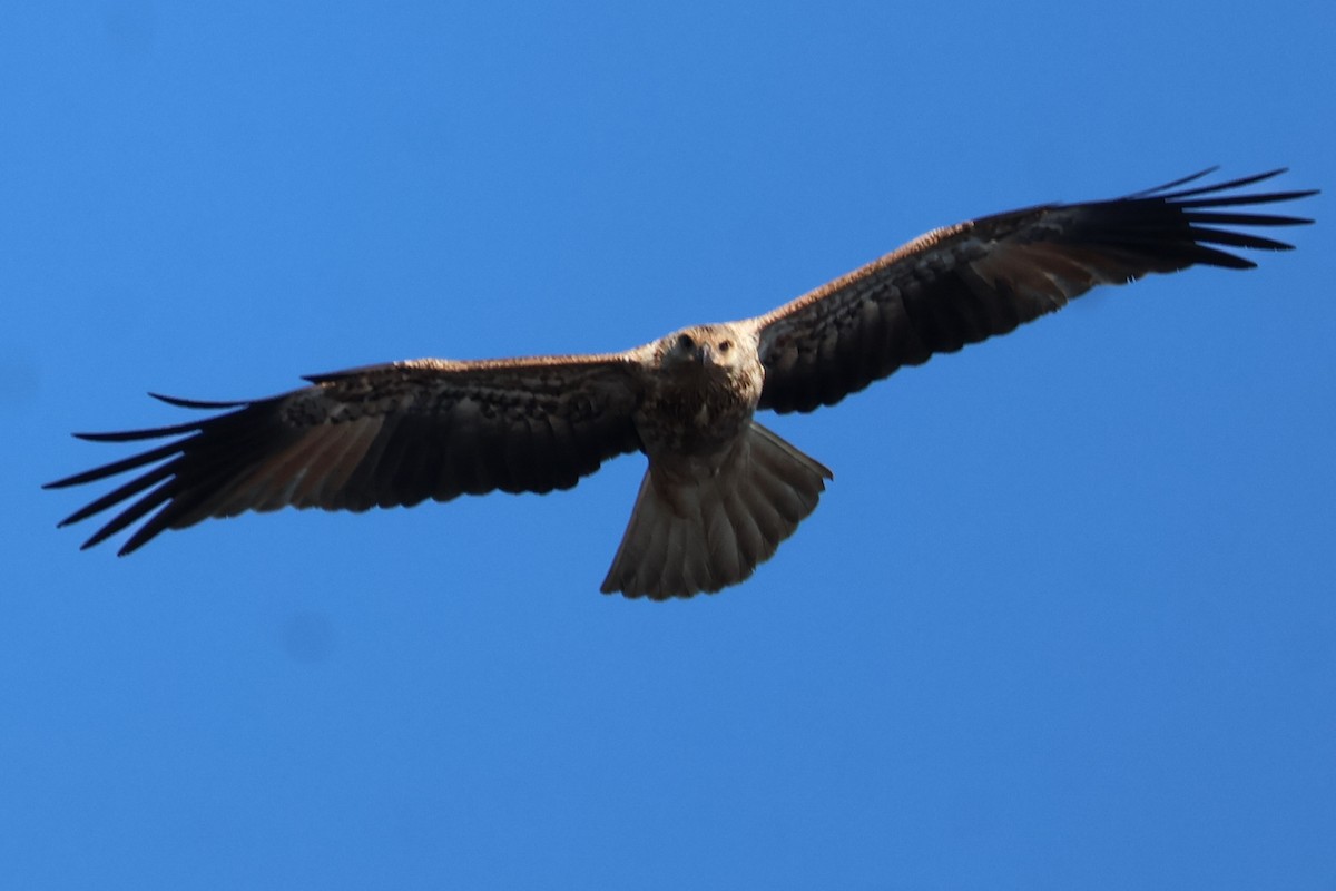Whistling Kite - ML637300795