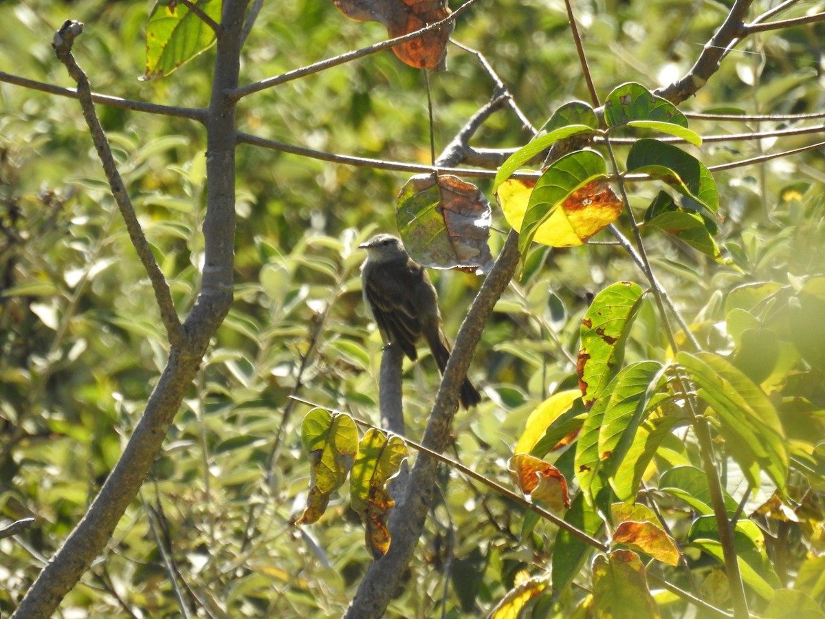 Marañon Tyrannulet - ML637300804