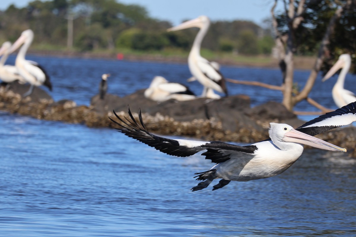 Australian Pelican - ML637300811