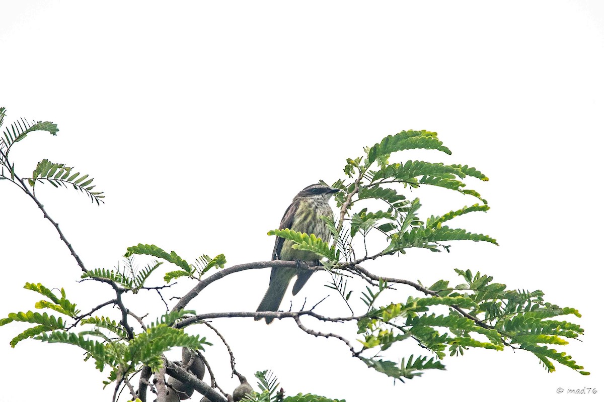 Variegated Flycatcher - ML637300813