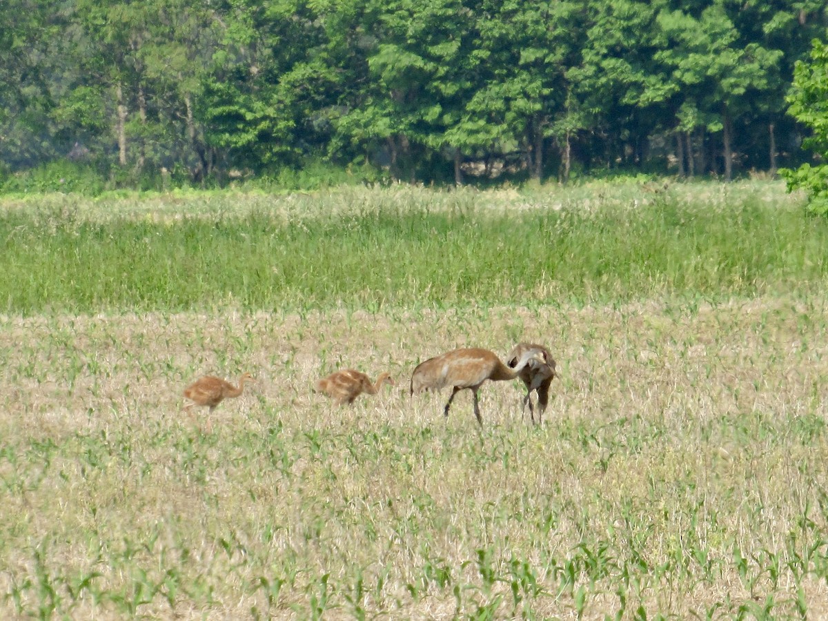 Sandhill Crane - ML637300827