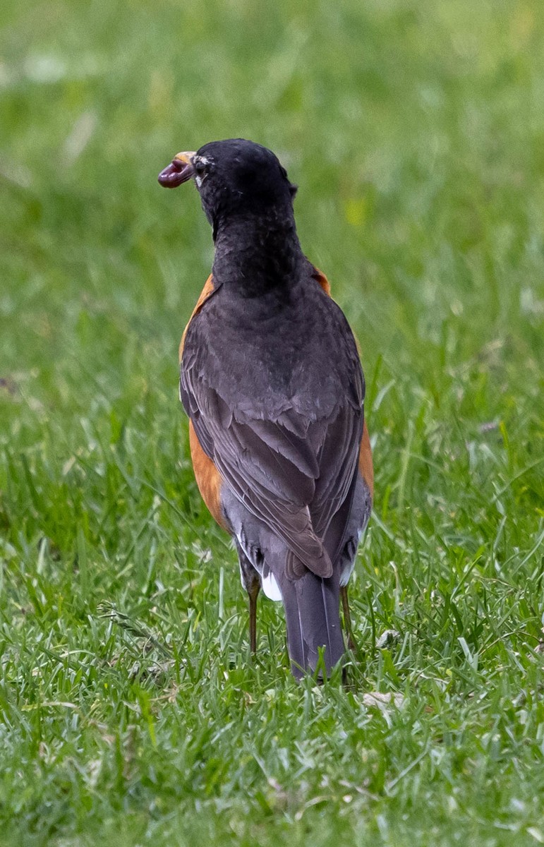 American Robin - ML637300848