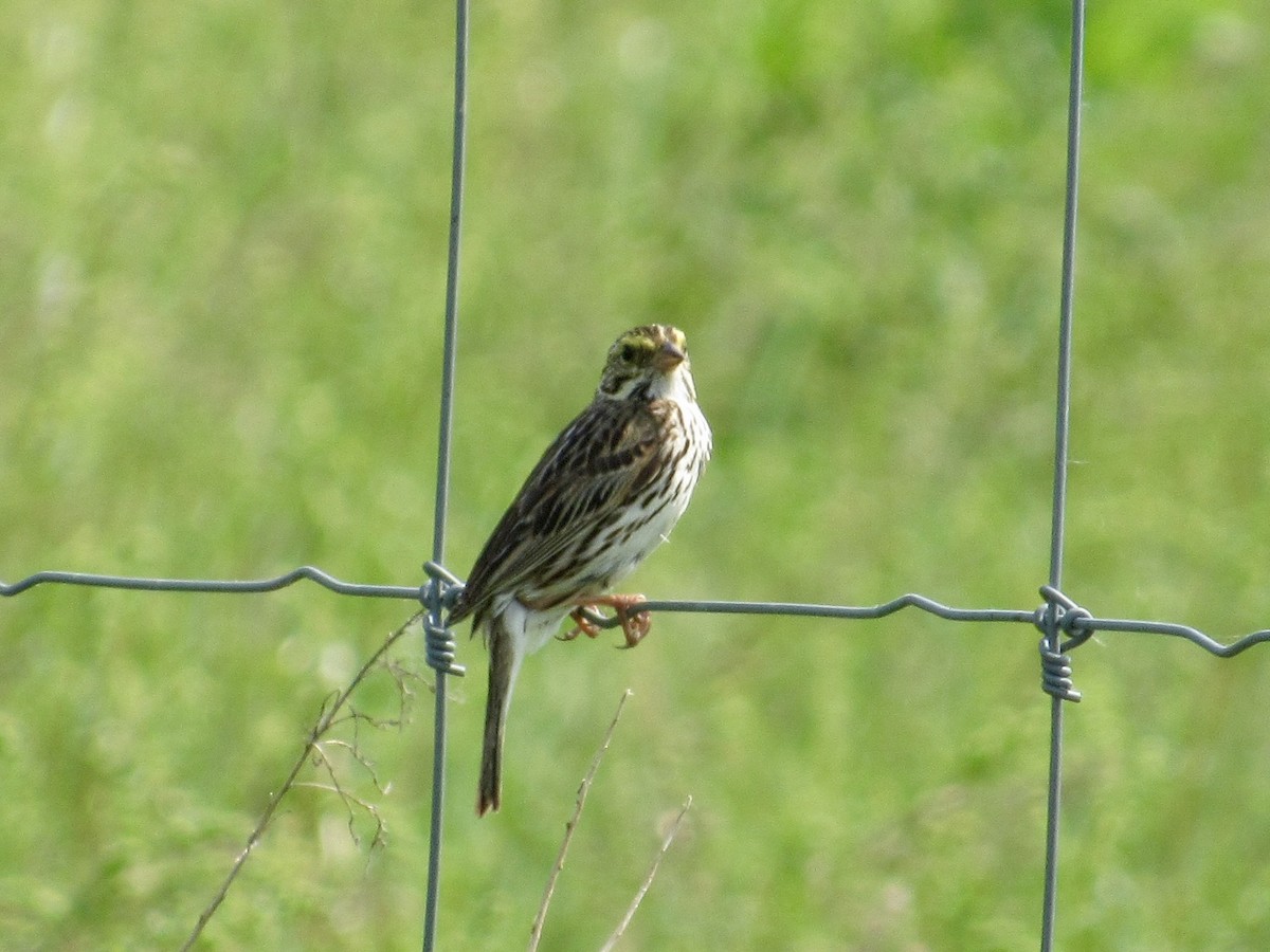 Savannah Sparrow - ML637300852