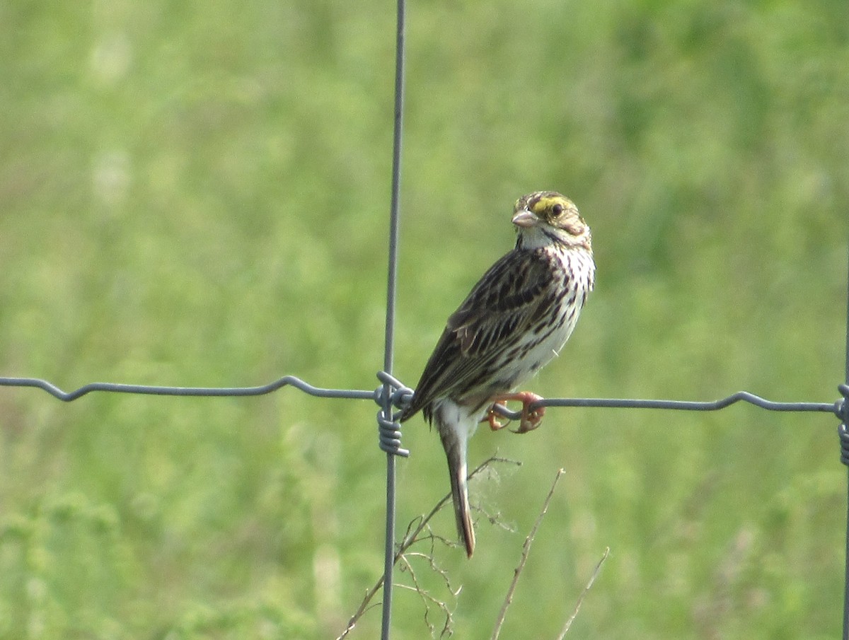 Savannah Sparrow - ML637300853