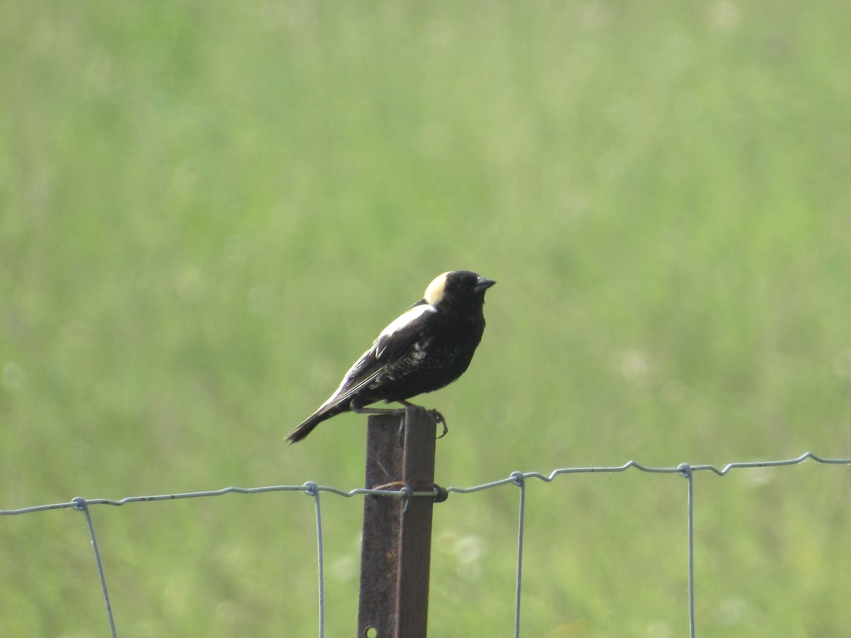 Bobolink - ML637300857