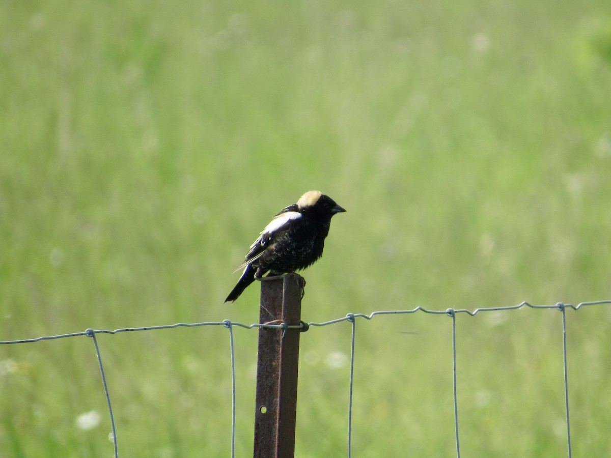 Bobolink - ML637300858