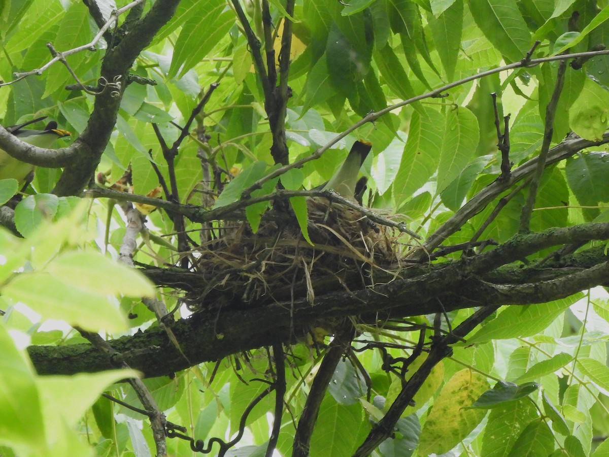 Cedar Waxwing - ML637300864
