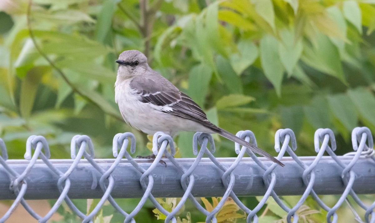 Northern Mockingbird - ML637300866
