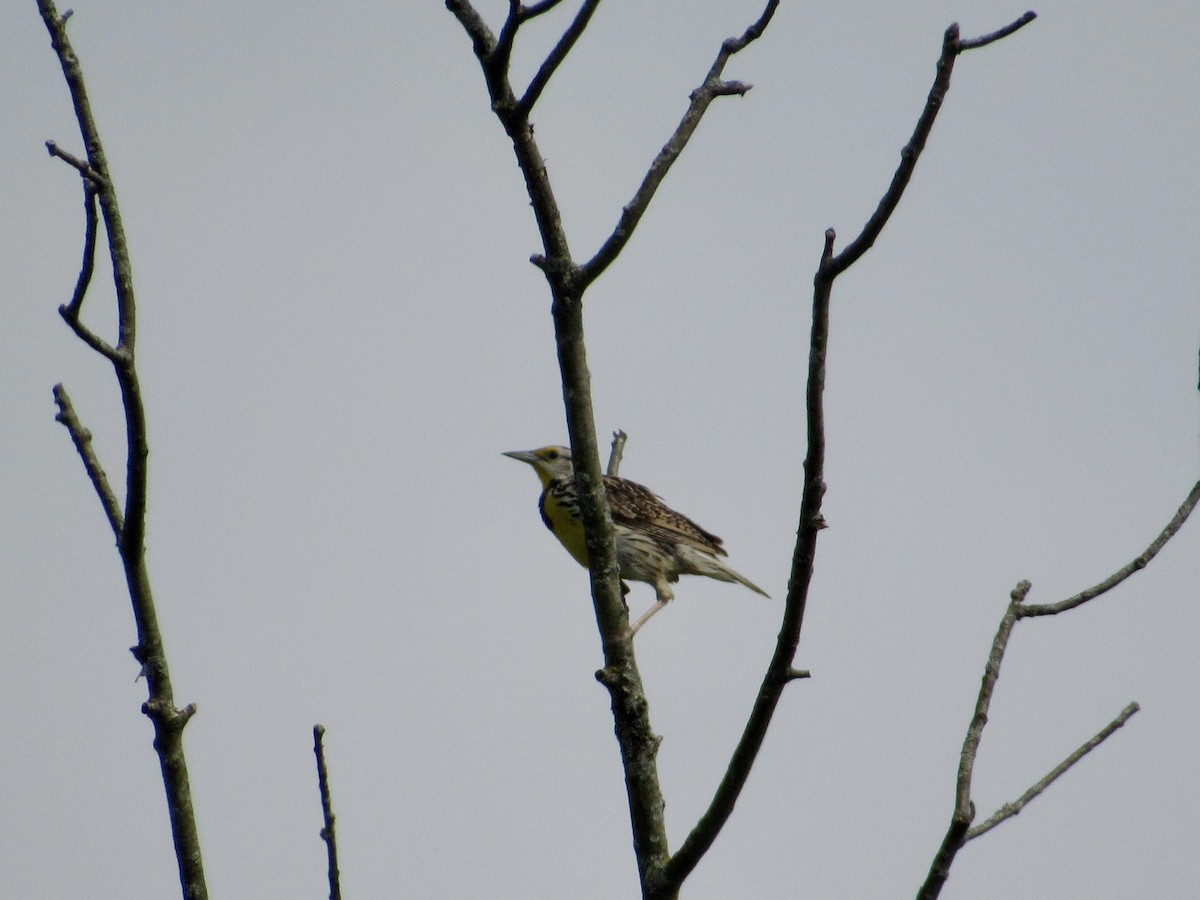 Eastern Meadowlark - ML637300871