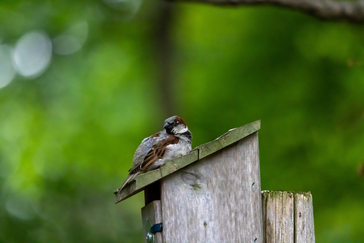 House Sparrow - ML637300874
