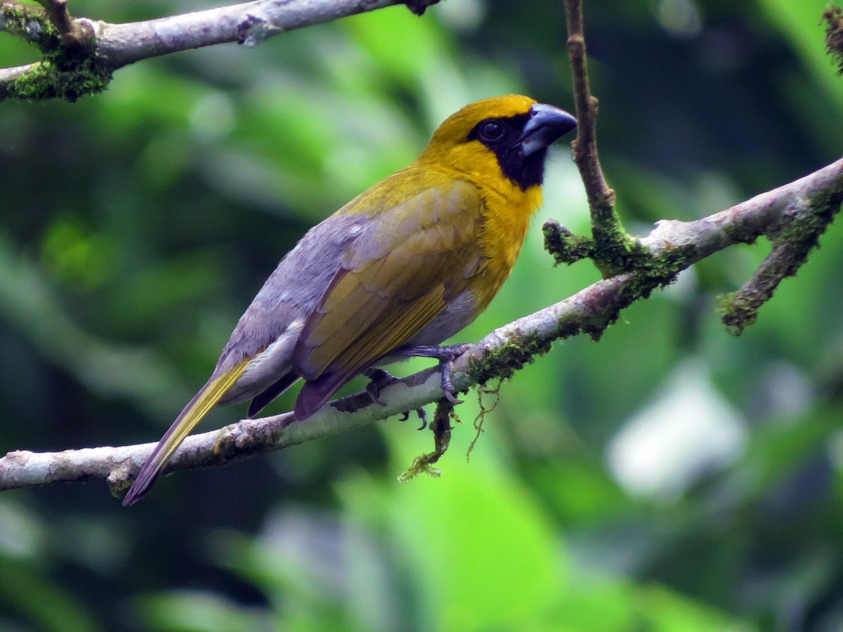 Black-faced Grosbeak - ML637300884