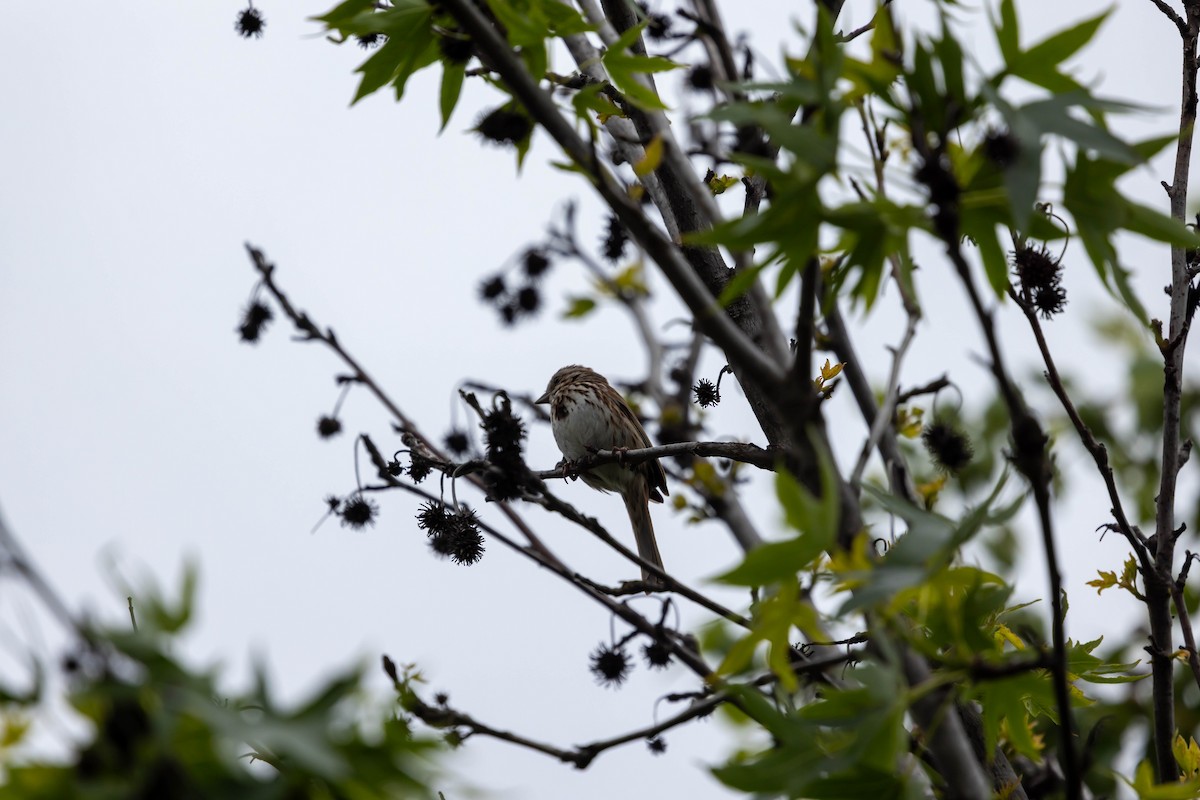 Song Sparrow - ML637300890