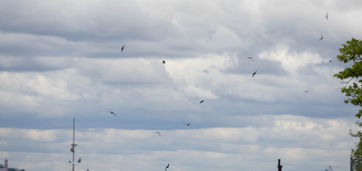 Chimney Swift - ML637300952