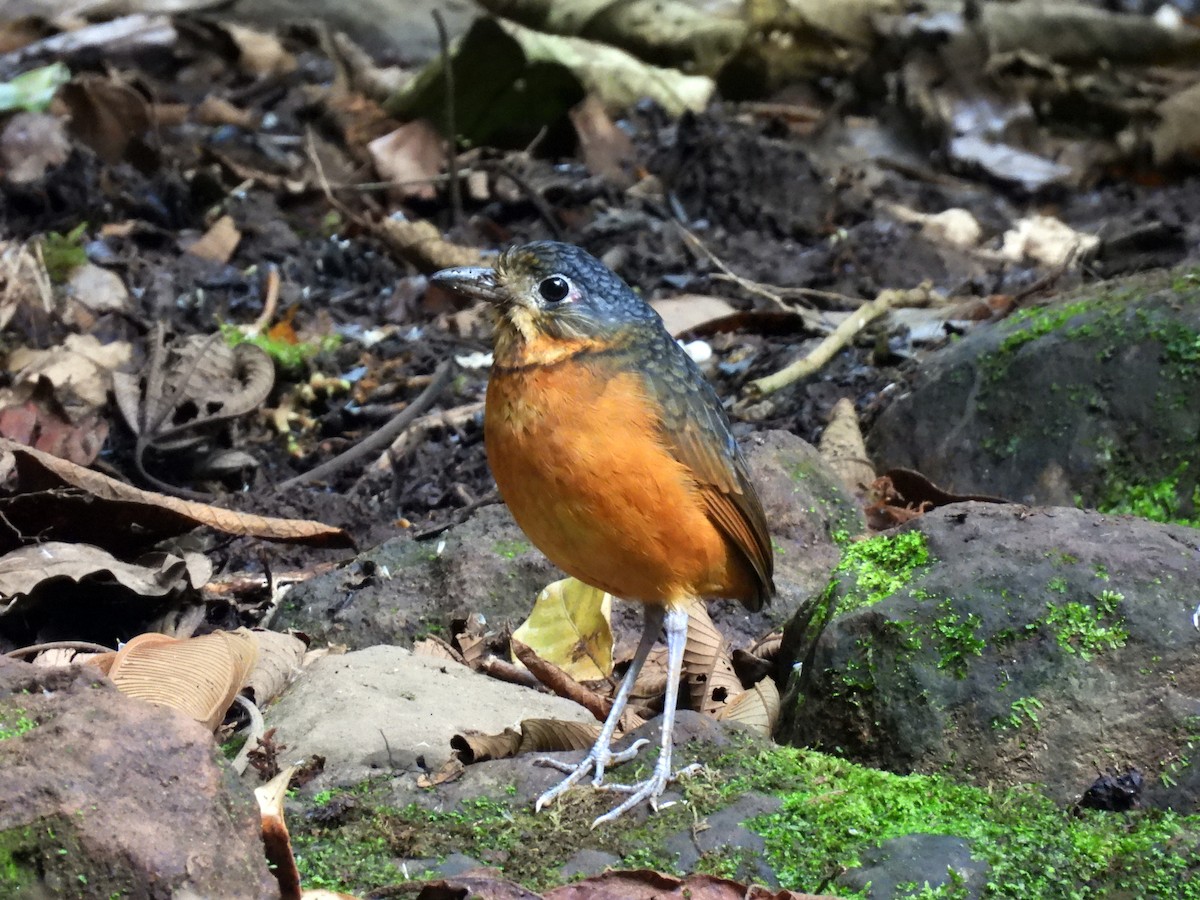 Scaled Antpitta - ML637300974