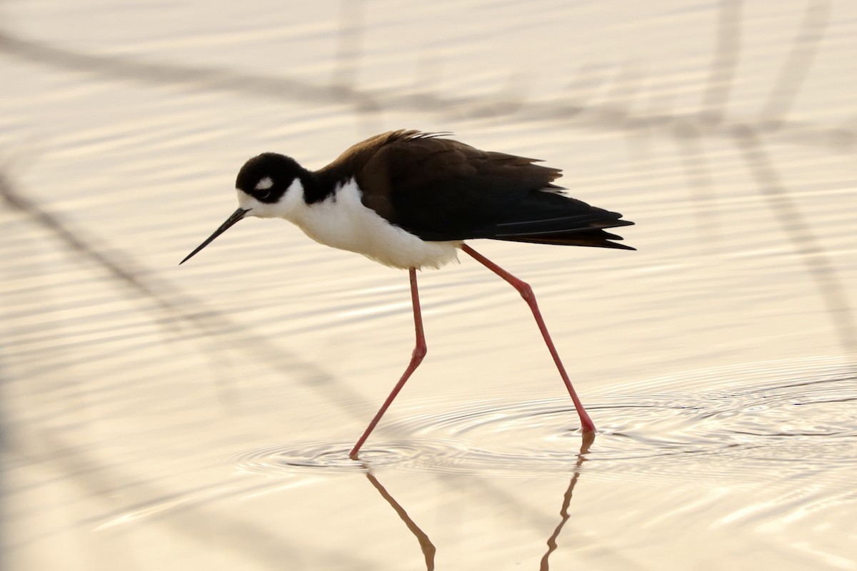 Black-necked Stilt - ML637300981