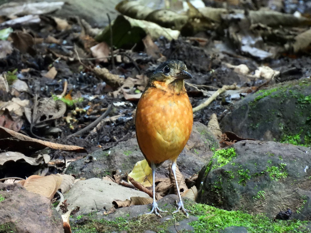 Scaled Antpitta - ML637300982
