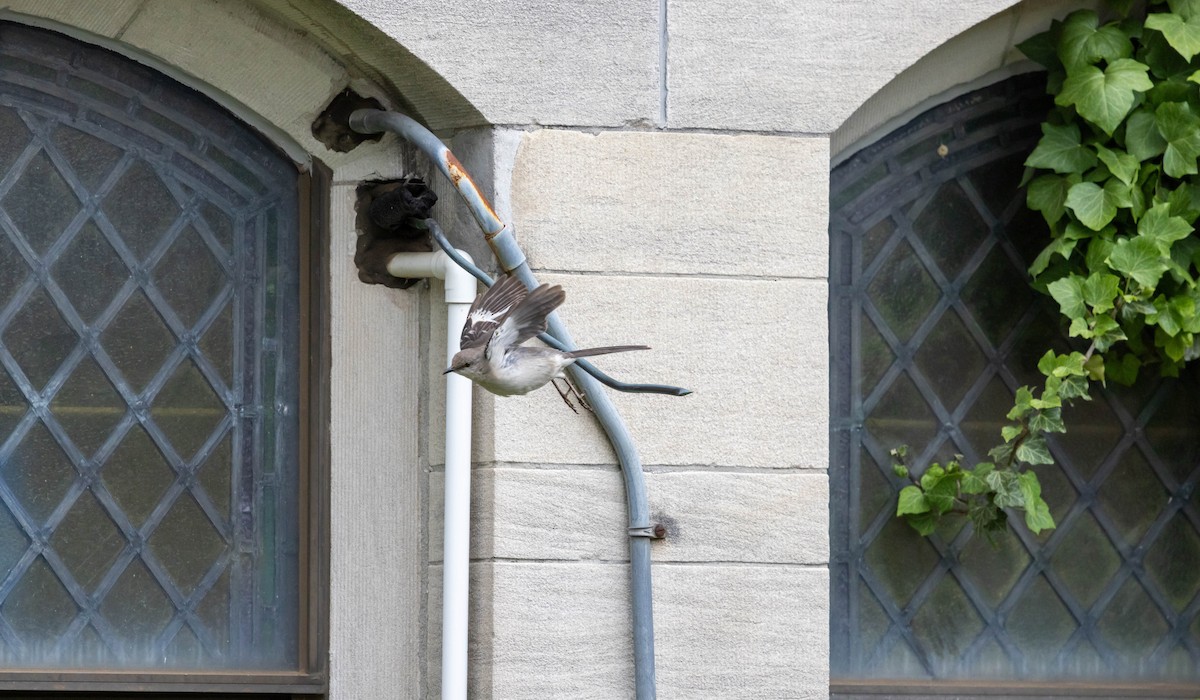 Northern Mockingbird - ML637300987