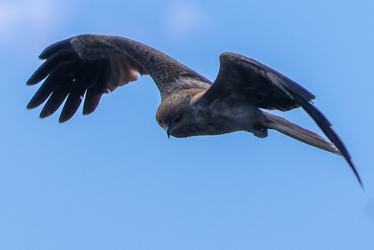 Whistling Kite - ML637301011