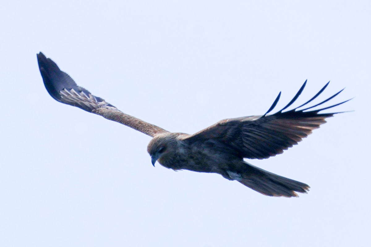 Whistling Kite - ML637301012