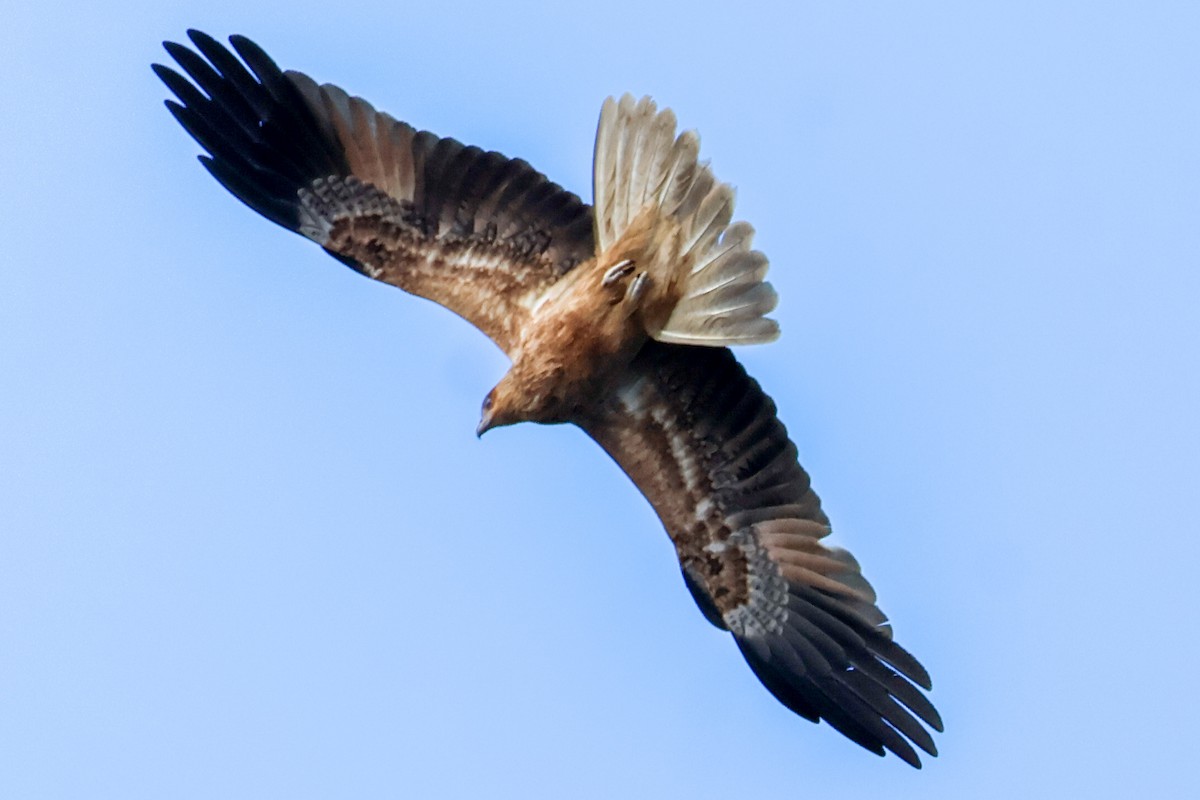 Whistling Kite - ML637301013