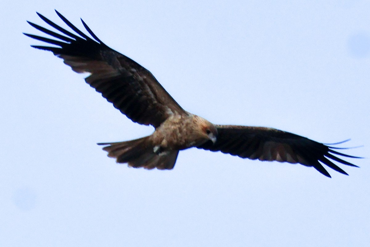 Whistling Kite - ML637301014