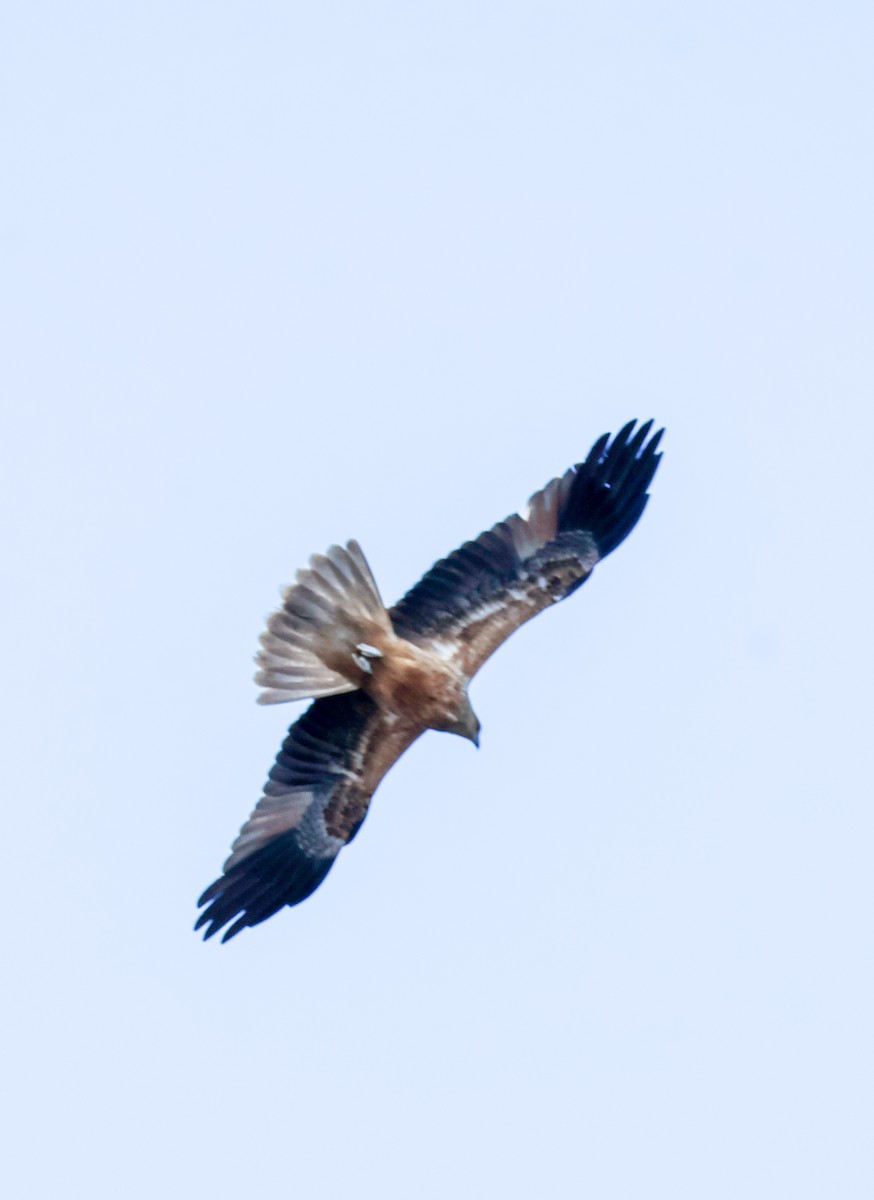 Whistling Kite - ML637301015