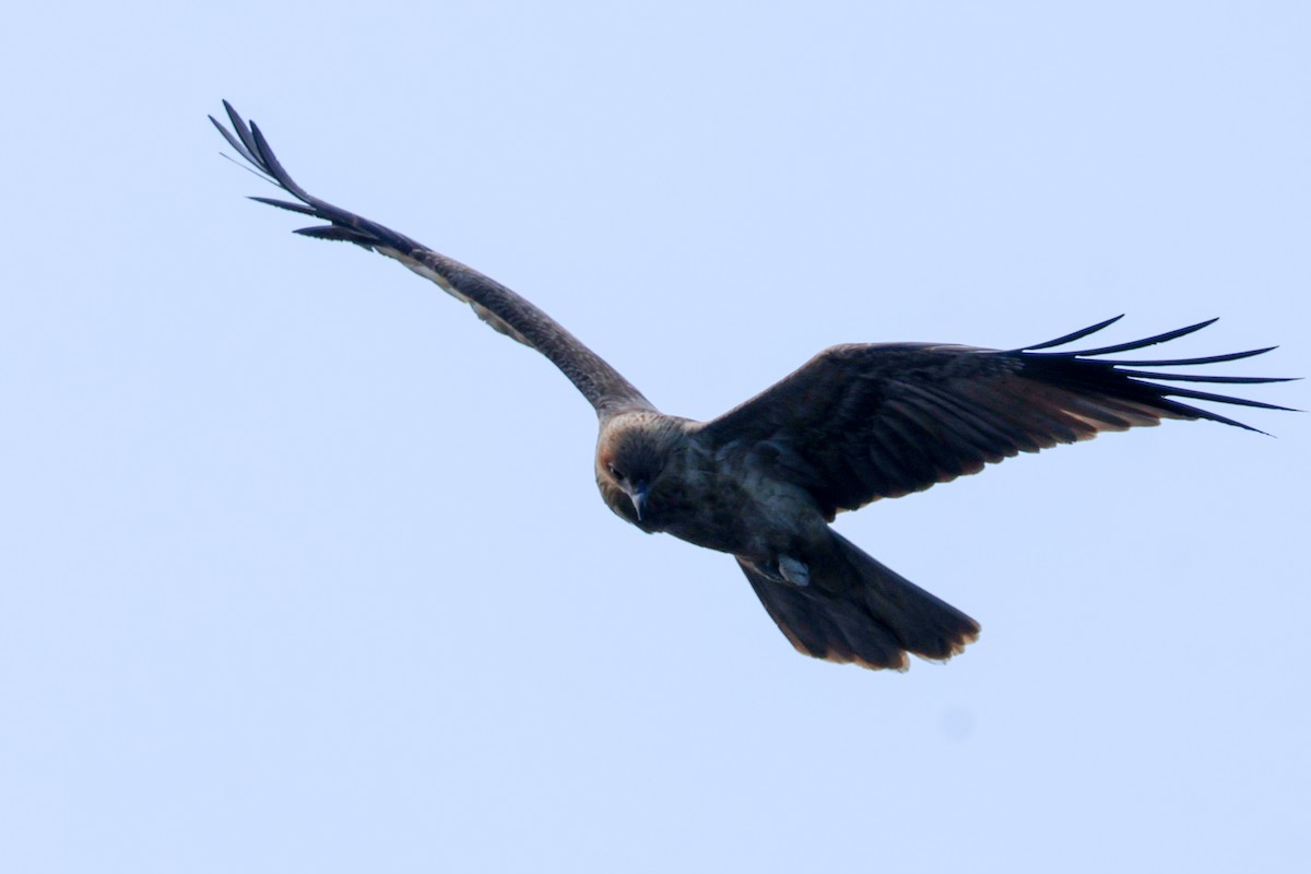Whistling Kite - ML637301016